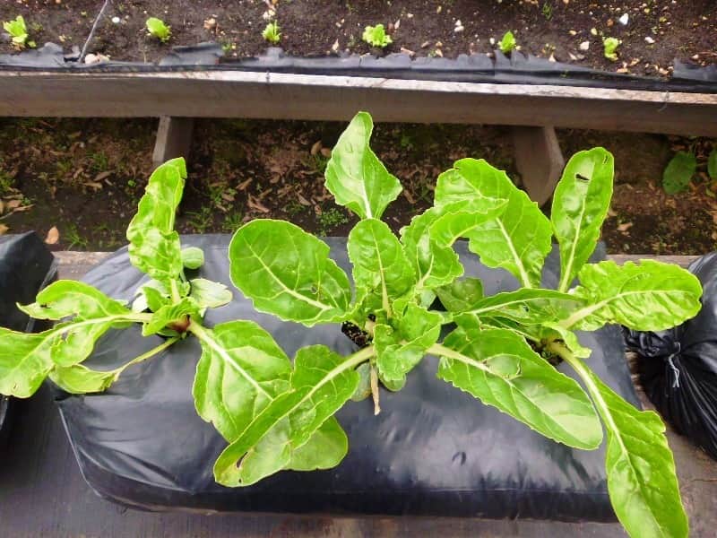 agricultura vertical